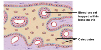 <ul><li><p><strong>Bone growth is an active process</strong>, so osteoblasts need <strong>oxygen and nutrients</strong>.</p></li><li><p><strong>Blood vessels branch and grow between the spicules</strong>, increasing the rate of bone growth.</p></li><li><p>As <strong>spicules connect</strong>, they <strong>trap blood vessels within the developing bone</strong>.</p></li></ul><p></p>