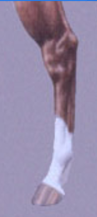 <p>leg marking</p>