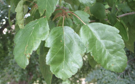 <p>Crabapple</p>