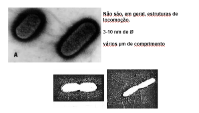 <p>Fímbrias ou pili:</p><p>3-10 nm de espessura com vários μm de comprimento</p><p>não são para locomoção</p><p>podem conjugar-se e ser ponde de comunicação entre bactérias</p><p></p>