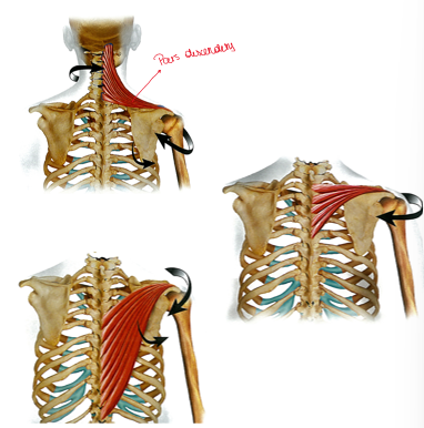 <p>SCHOUDERGORDEL:</p><ul><li><p>hele spier:</p><ul><li><p><strong>stabilisatie </strong>scapula samen met rotator cuff</p></li></ul></li><li><p>pars descendens:</p><ul><li><p><strong>laterorotatie </strong>scapula</p></li><li><p><strong>elevatie </strong>scapula</p></li></ul></li><li><p>pars transversa:</p><ul><li><p><strong>retractie </strong>scapula</p></li></ul></li><li><p>pars ascendens:</p><ul><li><p><strong>depressie </strong>scapula</p></li><li><p>laterorotatie scapla</p></li><li><p>retractie scapula</p></li></ul></li></ul><p></p><p>CERVICALE WERVELKOLOM:</p><p>pars descendens:</p><ul><li><p><strong>lateroflexie nek en hoofd</strong></p></li><li><p><strong>cotralaterale rotatie nek en hoofd</strong></p></li><li><p><strong>extensie nek en hoofd</strong></p></li></ul><p></p>