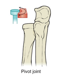 <ul><li><p>Ex. Radioulnar joint</p></li><li><p>Performs supination and pronation (transverse)</p></li><li><p>Uni-axial</p></li></ul><p></p>