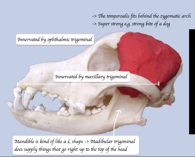 <p>O: Lateral cranium</p><p>I: Coronoid process of mandible</p><p>Function: Move jaw upward = Close the jaw</p>