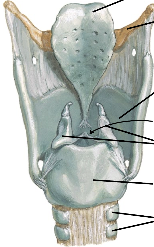 <p>Know the components of the larynx from the posterior view.</p>