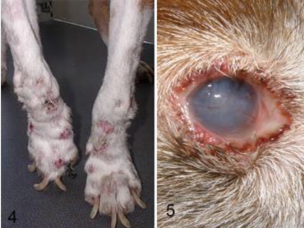 <p><span style="color: blue;">Visceral leishmaniasis: clinical signs and why</span></p>