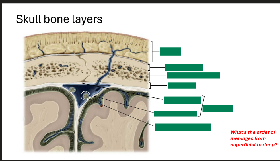 <p>Label the skull bone layers</p>