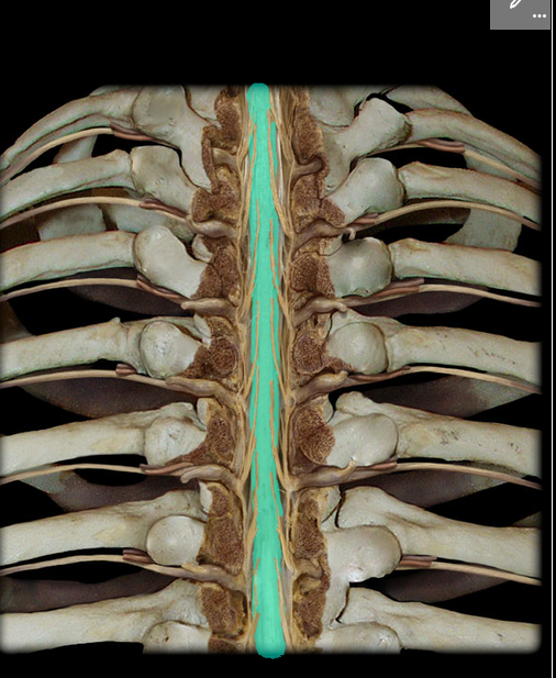 <p>Thoracic region of spinal cord</p>