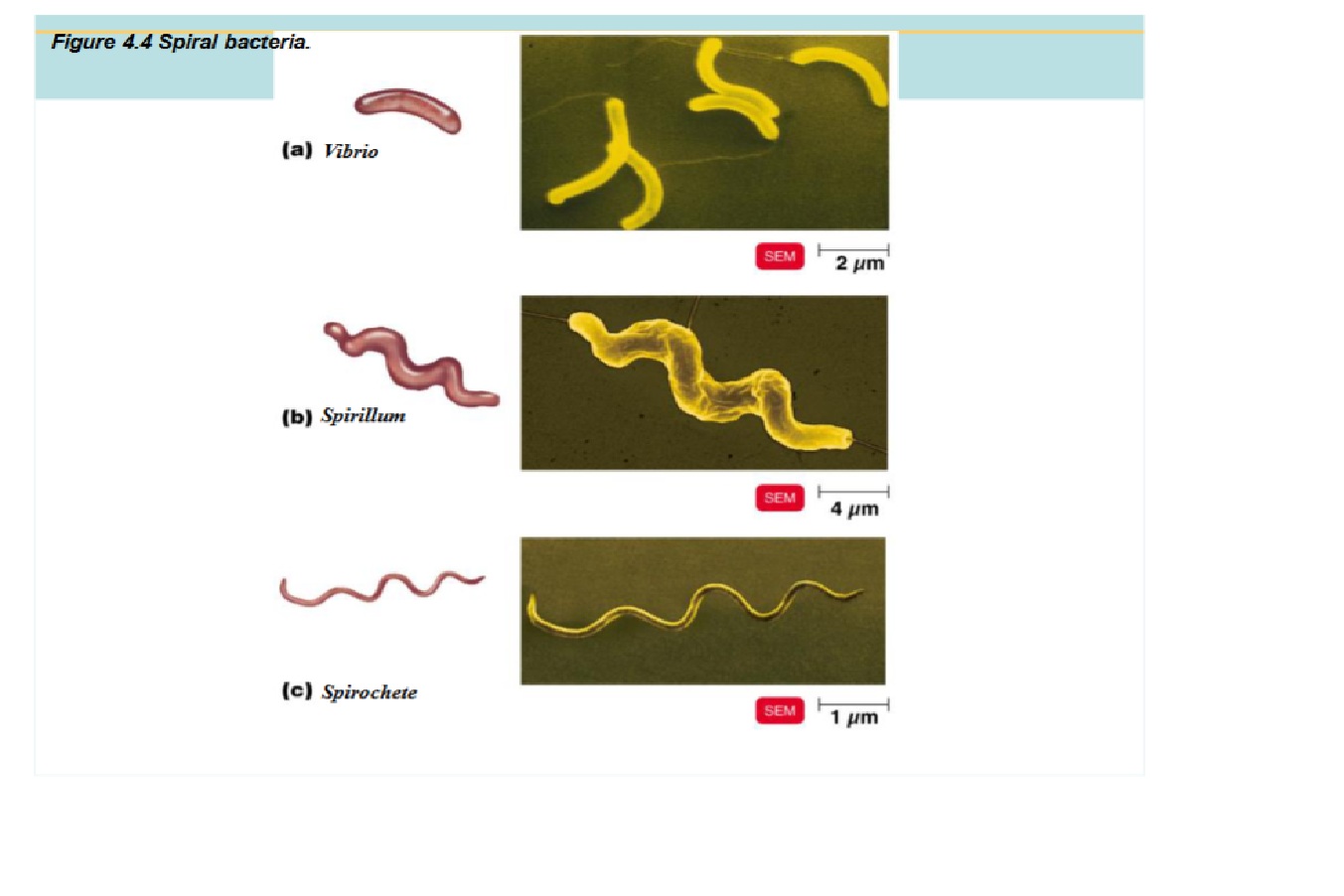 <p>Spiral shaped bacteria</p><ul><li><p>Vibrio - bent or C-shaped</p></li><li><p>Spirillum - rigid cell wall, use external flagella to move</p></li><li><p>Spirochete - flexible cell wall, internal flagella (axium fillament) for movement</p></li></ul><p></p>