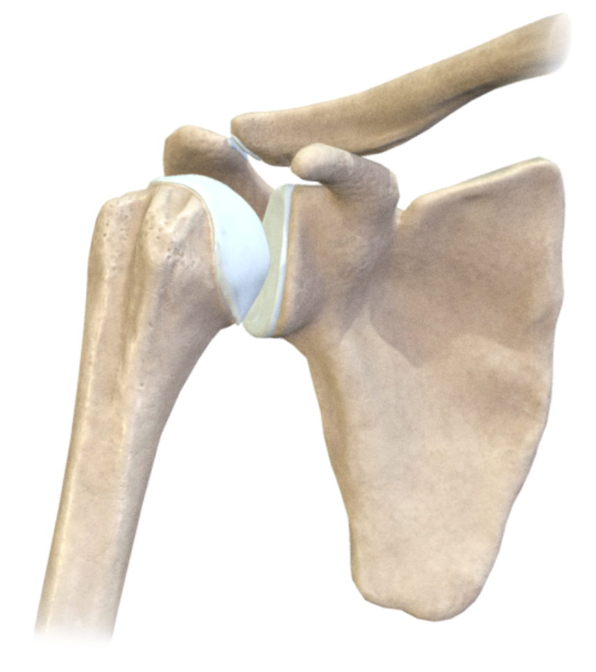 <p><span><strong>These bones came from the ________ side of the body.</strong></span></p>