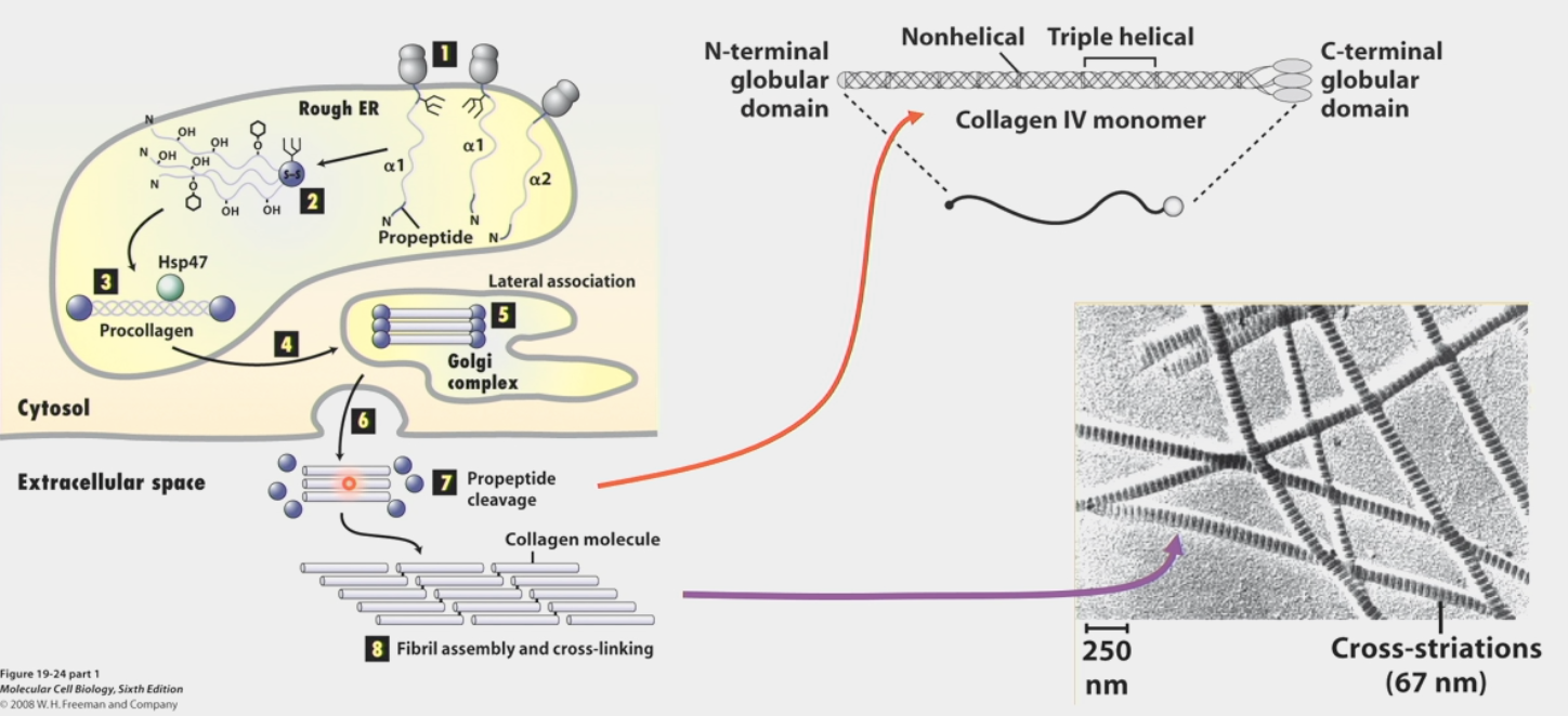 <ul><li><p>makes up the ECM (type IV)</p></li><li><p>Type I, II, III, IV</p></li><li><p>25% of protein mass of human body</p></li><li><p><strong>triple-helix</strong> structure like a rope</p></li><li><p>built from propeptides that are cleaved and cross-linked</p><ol><li><p>Protein peptides form from Rough ER</p></li><li><p>Processed in various ways</p></li><li><p>3 wind around each other to form procollagen</p></li><li><p>Transport to Golgi complex</p></li><li><p>Processing in Golgi; lateral association</p></li><li><p>Export out of cell</p></li><li><p>Propeptide cleavage</p></li><li><p>Higher order fibril <strong>self-assembly</strong> and cross-linking</p></li></ol></li><li><p>sends important information to the cell that it responds to, changes shape or direction of migration</p></li><li><p><strong>scurvy</strong> (vitamin C deficit) defect results indirectly from lack of this</p><ul><li><p>Vitamin C is necessary cofactor for an enzyme that hydroxylates propeptides (strong interactions → higher annealing temp)</p></li></ul></li></ul><p></p>