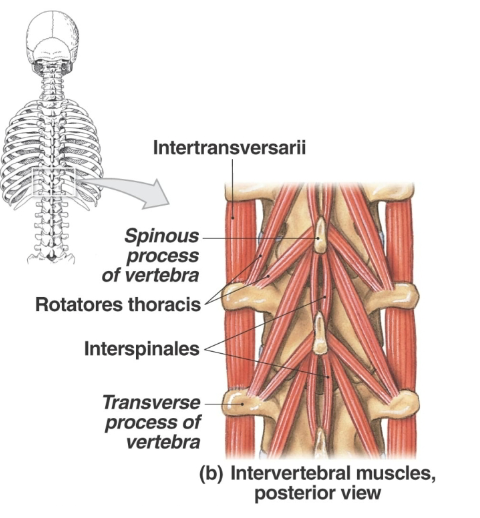 <p>Intertransversarii <strong>Origin</strong></p>