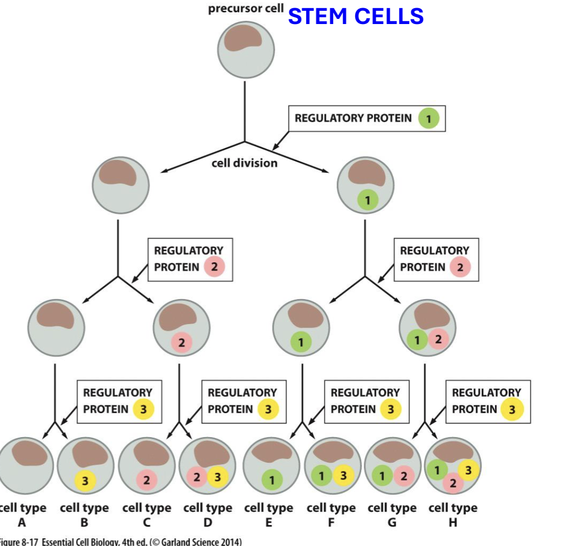 <p>during first stages of dev only a few TRs are used to control expression # of proteins needed in developing cells at that time (+ inducing transcription of TRs needed for following step)  </p>