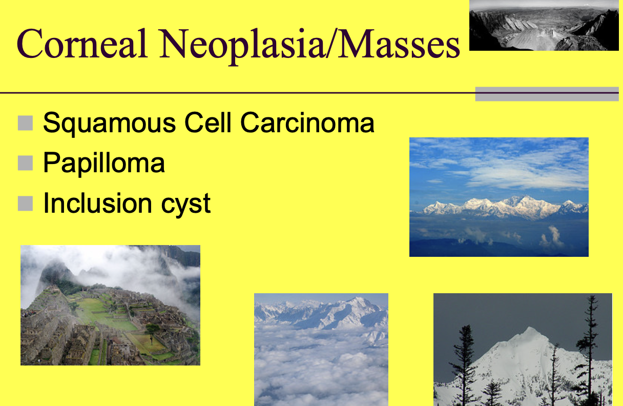 <p>SCC.</p><p>Papilloma.</p><p>Inclusion cysts.</p><p>Fibroma.</p>