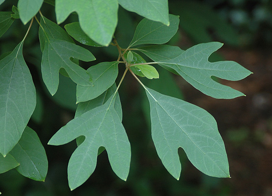 <ul><li><p>sassafras albidum</p></li><li><p>alternate </p></li><li><p>three shapes (sometimes lobed)</p></li><li><p>smells lemony</p></li></ul><p></p>