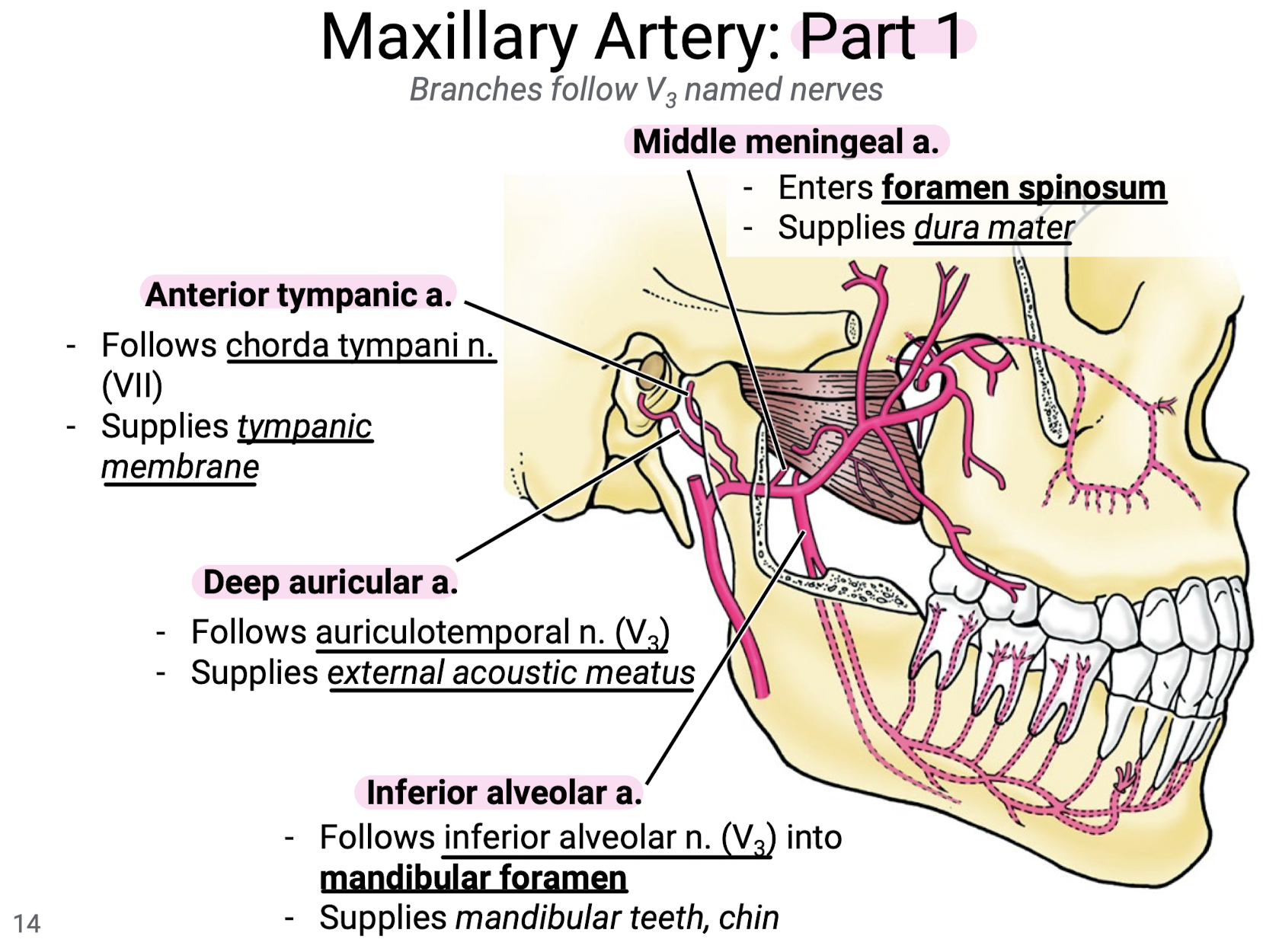 <ol><li><p>Deep auricular a. follows auriculotemporal n. (V3) and supplies the external acoustic meatus.</p></li><li><p>Anterior tympanic a. follows chorda tympani n. (VII) to supply the tympanic membrane.</p></li><li><p>Middle meningeal a. enters foramen spinosum to supply the dura mater.</p></li><li><p>Inferior alveolar a. follows the inferior alveolar n. (V3) into the mandibular foramen to supply the mandibular teeth and chin.</p></li></ol><p></p>