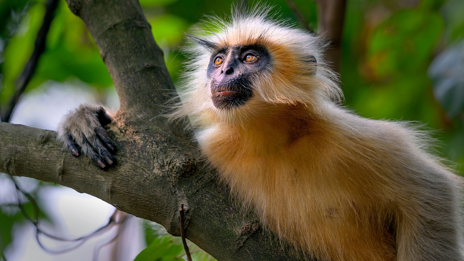 <p>Common Name: Langur</p><p>Suborder: Haplorhini</p><p>Order: Primates </p><p>Family: Cercopithecidae  </p>