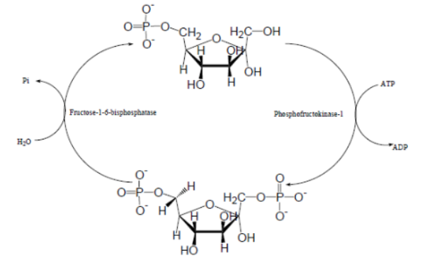 <p>How is the Fructose futile cycle controlled?</p>