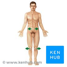 <p>Lateral (Lateralis)</p>
