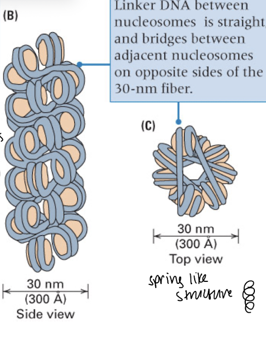 <p>chromatin fibers- spring-like/coiled structure</p><p>bead line structure of nucleosomes only seen in artificial conditions, typically it is compact into chromosome fibers in the nucleus</p>