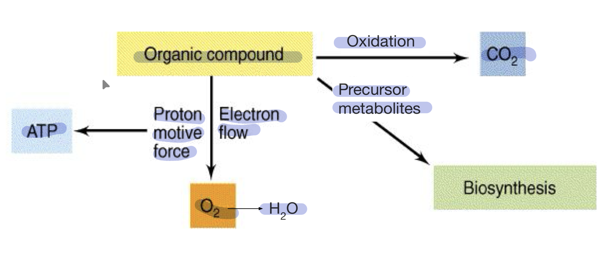 knowt flashcard image