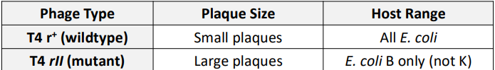 <p>T4 rII mutants form large plaques since Anti-Holin is not produced (no lysis inhibition at plaque edge, results in very large plaques)</p><p></p>