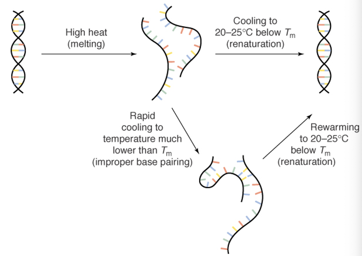 <p>Separated base-pair (hydrogen) bonds reform after melting</p>