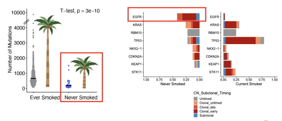 <ul><li><p>lung cancers in never smokers have 3x fewer mutations and are frequently mutated in EGFR (epidermic growth factor receptor; always on to receive signal to divide and grow)</p></li><li><p>in the figure, we see a small trunk = less clonal mutations which led to initiation of cancer</p></li></ul><p></p>