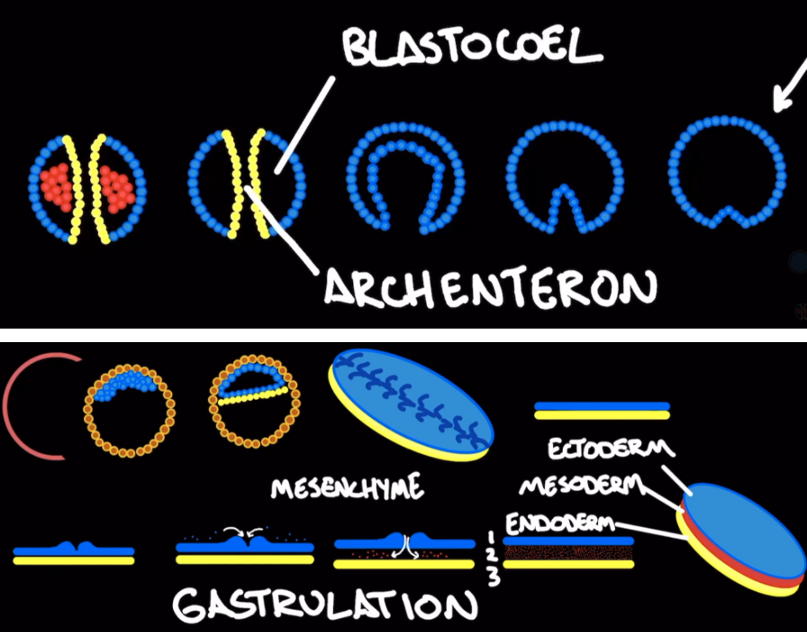 <p><span style="background-color: transparent;">blastula becomes gastrula</span></p><ul><li><p><span style="background-color: transparent;">Gives rise to germ layers (ectoderm, mesoderm, ectoderm)</span></p></li></ul><p></p>