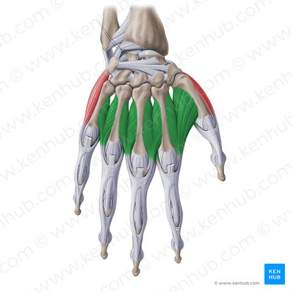 <p>dorsal interossei (ORIGIN)</p>