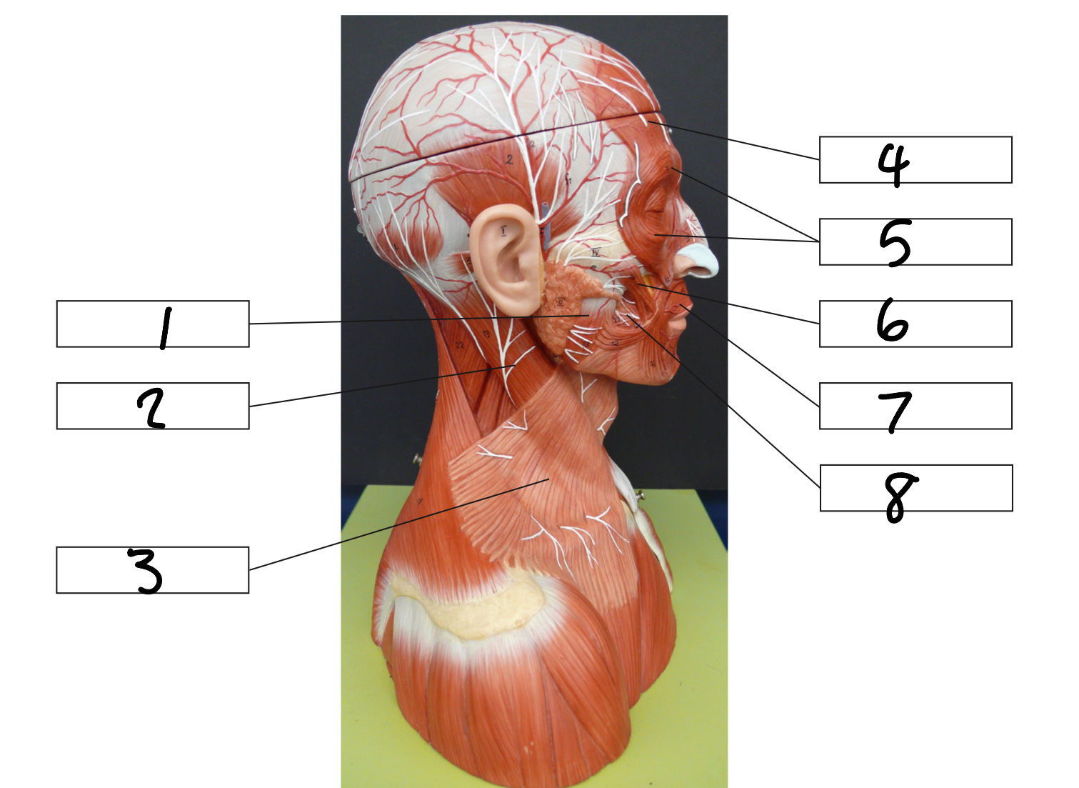 <p>6</p>