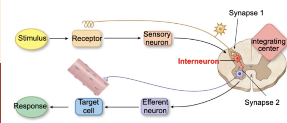<p>Skeletal Muscle:</p><p>_____ Reflex aka stretch</p><ul><li><p>will make the motor neuron fire ___ aps - if you stop firing ap decrease contractions therefore ___</p></li><li><p>the interneuron creates ____ within the motor neuron to stop firing ap</p></li></ul><p></p>