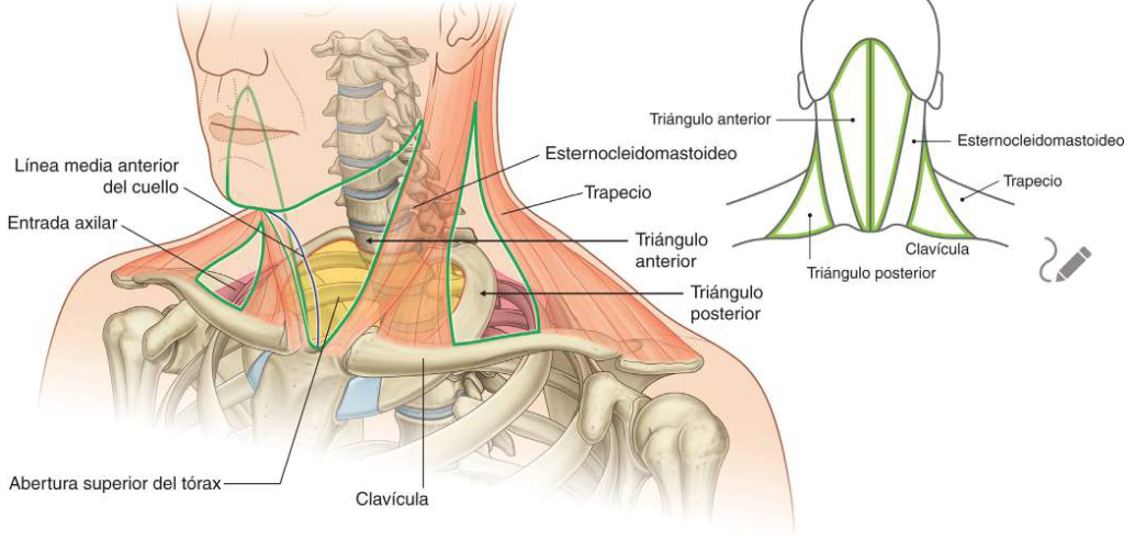 <p>Los dos músculos (trapecio y esternocleidomastoideo) que forman parte de la lámina superficial de la fascia cervical, dividen el cuello en un triángulo anterior y otro posterior a cada lado. </p><p>Los límites del tríangulo anterior son: </p><ol><li><p>la linea media vertical del cuello</p></li><li><p>el borde inferior de la mandíbula</p></li><li><p>el borde anterior del múculo esternocleidomastoideo. </p></li></ol><p>El triángulo posterior esta limitado por: </p><ol><li><p>el tercio medio de la clavícula</p></li><li><p>el borde anterior del trapecio</p></li><li><p>el borde posterior del esternocleidomastoideo. </p></li></ol><p>A través del triángulo anterior se accede a las principales estructuras que pasan entre la cabeza y el tórax. </p><p>El triángulo posterior se encuentra situado en parte sobre la entrada axilar y se asocia con estructuras (nervios y vasos) que se dirigen o retornan del miembro superior.</p>