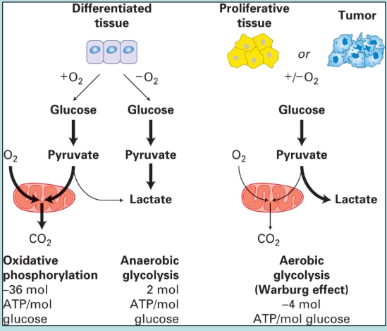<p>use glycolysis for generation of intermediates for biosynthetic pathways such as growth</p>