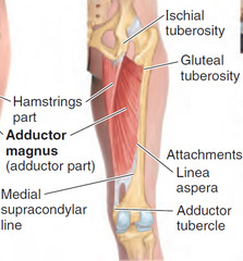 <p>ADDucts thigh at hip joint,</p><p>medially rotates thigh at hip joint</p>