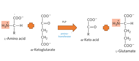<p>What is the primary biological mechism by which amino groups are transferred between molecules with the release of free ammonia.</p>