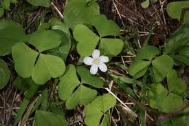 <p>perennial with sour watery juice, brownish-hairy clover-like, 3 heart-shaped and folded leaflets, white to pale-pinkish flowers</p>