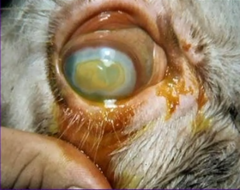 <p>Infectious bovine keratoconjunctivitis (pinkeye) is caused by the bacterium ____________ ________.</p>