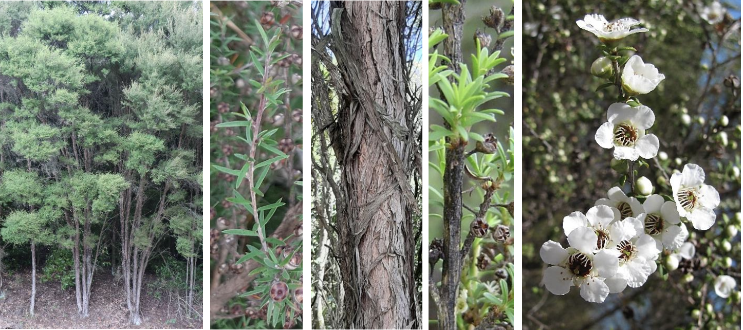 <p><strong>Plant family:</strong> Myrtaceae<br><strong>Life cycle:</strong> Perennial<br><strong>Key persistence / spread:</strong> Seed<br><strong>Farming systems:</strong> Hill country, regeneration, conservation</p><p><strong> How to identify</strong></p><p>This shrub or small tree has a dense, bushy growth form with many thin branches. Leaves are small, stiff, and pointed, often prickly to touch.</p><p>Foliage is aromatic when crushed. Leaves are arranged alternately and are much smaller than those of similar native shrubs.</p><p>White flowers with numerous stamens are produced in abundance during flowering, attracting insects. Seed capsules persist on the plant after flowering.</p><p>It commonly colonises disturbed land and plays an important role in natural regeneration.</p>