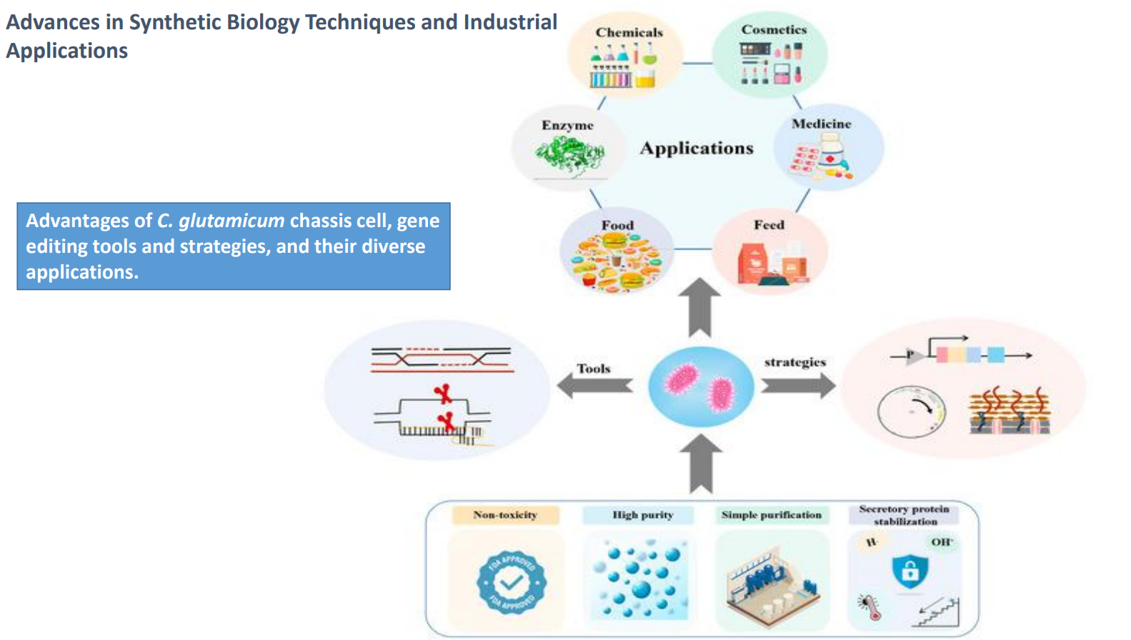 <p>C. glutamicum as a chassis cell: Tools + strategies → engineered microbial system</p>