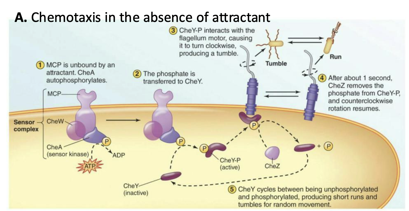 <ul><li><p>CheA is phosphorylated, which in turn phosphorylates CheY</p></li><li><p>The resulting CheY-P interacts with flagellum, signaling it to rotate clockwise (CW),<strong><em> causing a tumble</em></strong></p></li><li><p>Removal of the phosphate from CheY-P disrupts interaction with flagella, resulting in counterclockwise (CCW) rotation, and the <strong><em>cell runs</em></strong></p></li></ul><p></p>