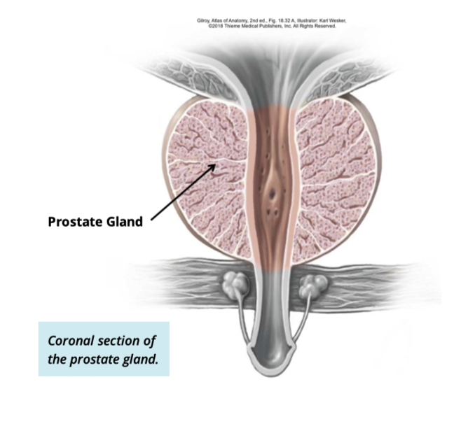 <ul><li><p>produces + secretes sugars and enzymes </p></li><li><p>account for 33% of seminal fluid volume </p></li></ul><p></p>