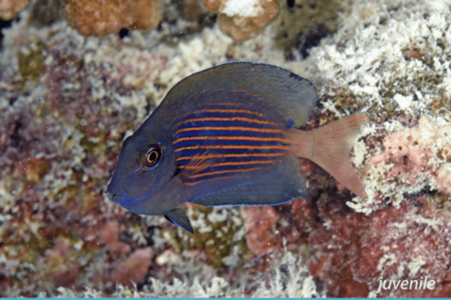 <p>Ctenochaetus striatus</p>