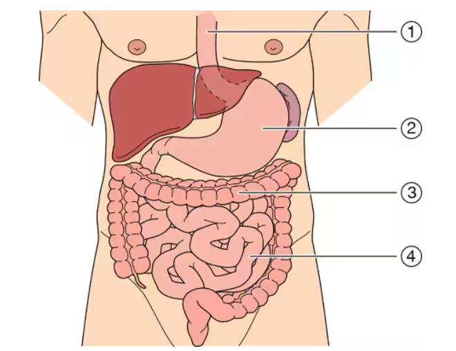 <p>Which of the sites on the diagram below indicates the correct location for the tip of a small-bore nasally placed feeding tube?</p>