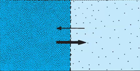 <p>In a diffusion diagram, if the arrow pointing A→B is thicker/darker than B→A, what does this indicate?</p>