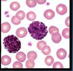 <p>Basophils</p>