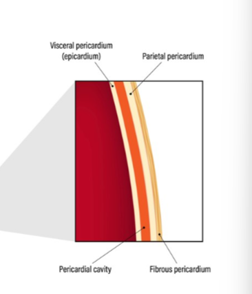 <p>outer fibrous layer. also called parietal </p>