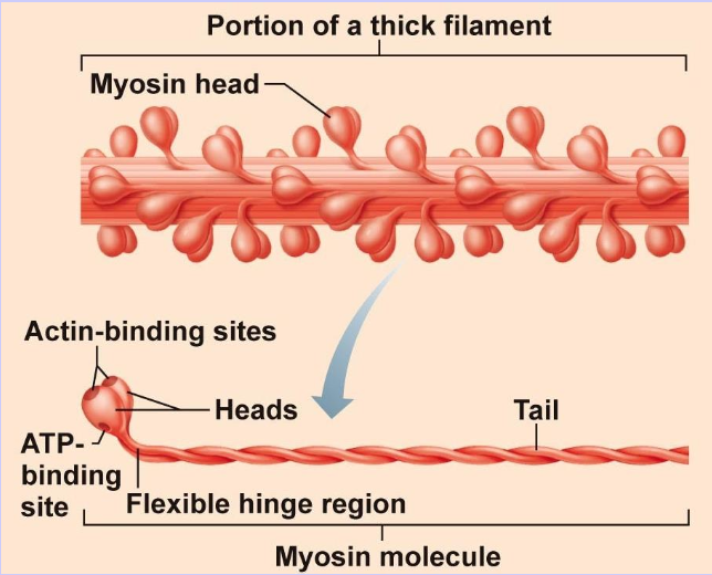 <ol><li><p>ATPase</p></li><li><p>Actin binding site</p></li><li><p>Hinge region</p></li></ol><p></p>