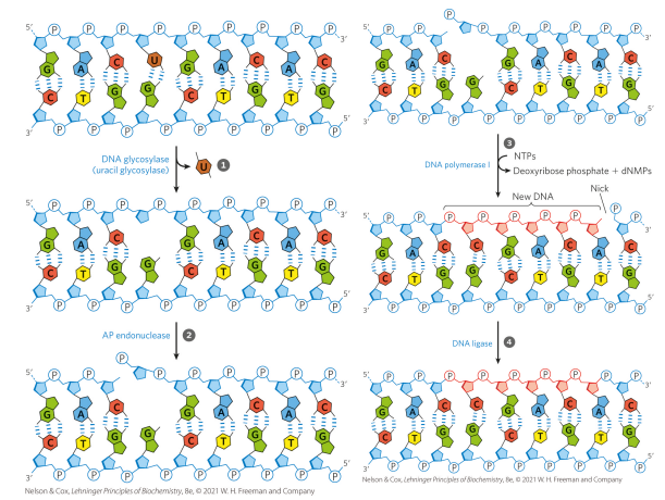 <p>1. Damaged base is recognized by a specific glycosylase that removes the base (generates an abasic site) </p><p>2. An endonuclease cleaves the phosphodiester backbone at the abasic site, leaving a 5’ phosphate</p><p>3. DNA Pol I cleaves off the nucleotides one by one from 5’ → 3’, then replaces missing base (and short extension) </p><p>4. Gap generated by the polymerase extension is filled with DNA ligase</p>