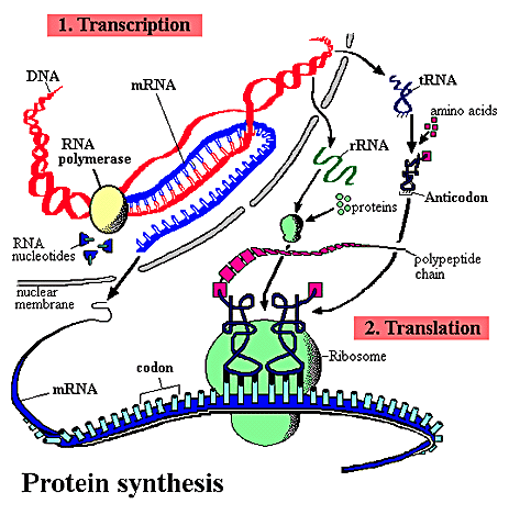 <ul><li><p> DNA sequence</p></li></ul><p></p>