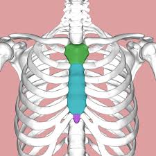 <p>3 Parts of Sternum</p>